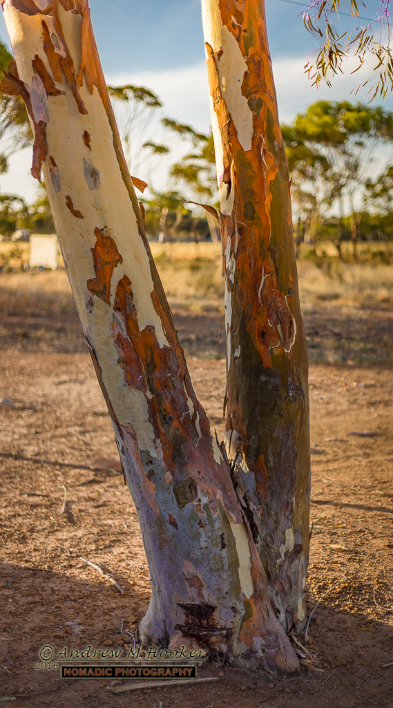 Bruce Rock Gum Tree
